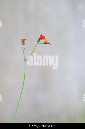 Fuchs und Jungen, Pilosella aurantiaca, fließende Pflanze. Rufford Friedhof, Lancashire, England. 2022 Stockfoto