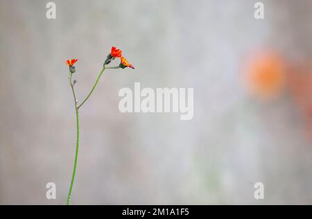 Fuchs und Jungen, Pilosella aurantiaca, fließende Pflanze. Rufford Friedhof, Lancashire, England. 2022 Stockfoto