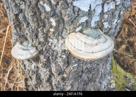 Nahaufnahme von Polyporen, die auf einem Birkenstamm wachsen, selektiver Fokus. Stockfoto