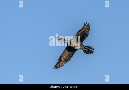 Neotroper Kormoran, Nannopterum brasilianum, im Winter im Flug. - Nach Texas. Stockfoto