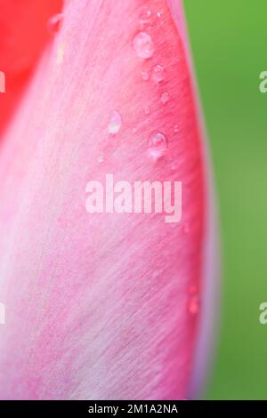 Makroansicht der Blütenblätter der rosafarbenen Tulpe auf grünem, weichem Hintergrund mit Wassertropfen und schmalem Fokusbereich Stockfoto