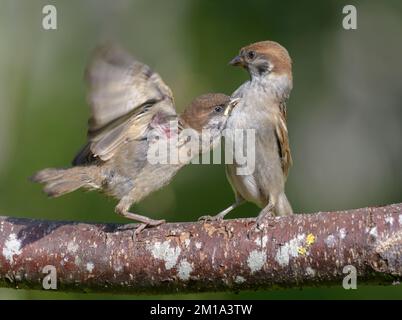 Junge Baumspatzen (Passer montanus) spielen im Kampfspiel auf einem Ast mit angehobenen Flügeln Stockfoto