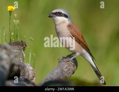 Männchen mit rotem Rücken (lanius collurio) hoch oben mit Blumen in schöner Sommerumgebung Stockfoto