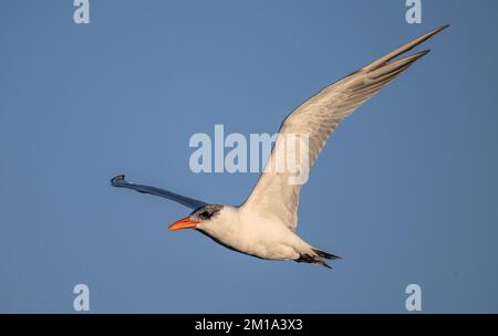 Kaspische Seezunge, Hydroprogne caspia, Stockfoto