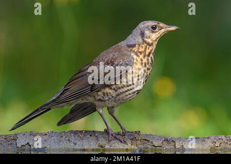 Junger Fieldfare Soor (turdus pilaris), der sich an einem hellen, sonnigen Tag auf einem Ast aufstellt Stockfoto