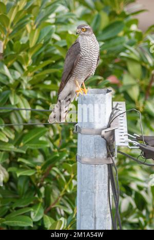 Junger eurasischer Sparrowhawk (Accipiter nisus), weiblich auf einem Pol in einem Dorf. Elsass, Frankreich. Stockfoto