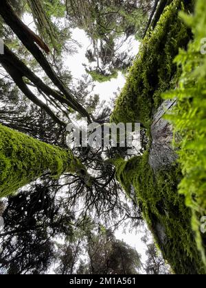 Blick von unten auf hohe alte Bäume in einem Wald Stockfoto