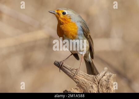 Europäischer Robin (Erithacus rubecula), der im Winter im Wald ruht. Elsass, Frankreich. Stockfoto