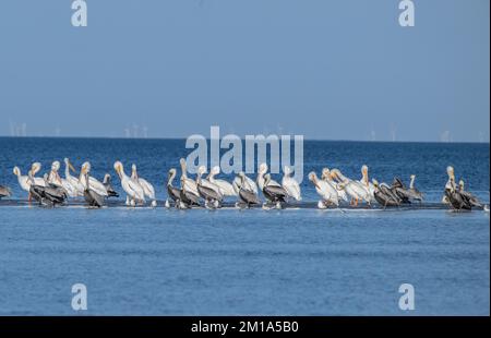 Braune Pelikane, Pelecanus occidentalis und amerikanische weiße Pelikane, Pelecanus erythrorhynchos, auf einer Sandbank in der flachen hypersalinen Lagune Stockfoto