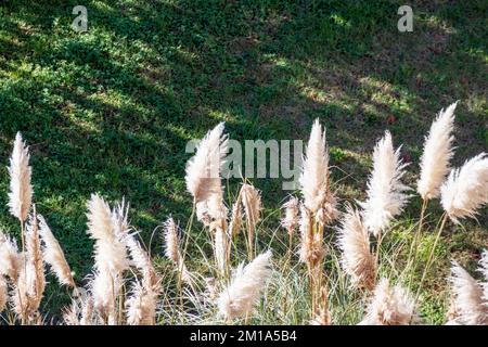 Blick auf die Natur mit weißen Blumenspitzen auf grünem Gras Stockfoto