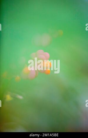 Spindelbaum Euonymus europaeus, mit Orangenfrucht und rosa Blume, Herbst, Lancashire, England. 2022 Stockfoto