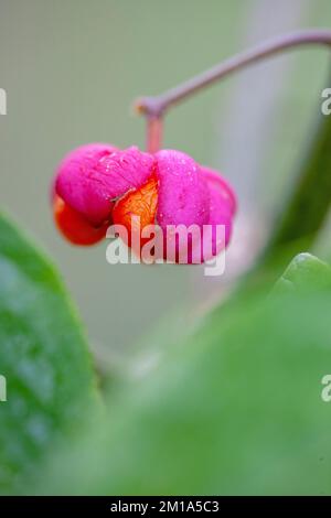 Spindelbaum Euonymus europaeus, mit Orangenfrucht und rosa Blume, Herbst, Lancashire, England. 2022 Stockfoto