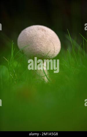 Lycoperdon excipuliforme Pilze, gemeinhin bekannt als Pistilpufferpilz, Lancashire, England. 2022 Stockfoto