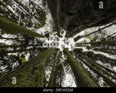 Blick von unten auf hohe alte Bäume in einem Wald Stockfoto