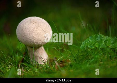 Lycoperdon excipuliforme Pilze, gemeinhin bekannt als Pistilpufferpilz, Lancashire, England. 2022 Stockfoto