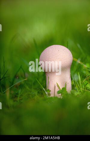 Lycoperdon excipuliforme Pilze, gemeinhin bekannt als Pistilpufferpilz, Lancashire, England. 2022 Stockfoto