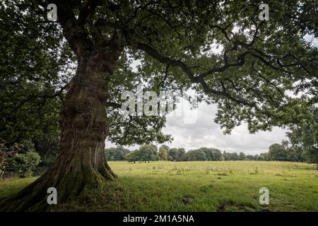 Stamm und Äste einer grünen Eiche in Cheshire, England; breitet sich an einem bewölkten Sommertag über einer Weide aus. Stockfoto