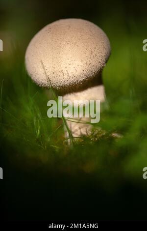 Lycoperdon excipuliforme Pilze, gemeinhin bekannt als Pistilpufferpilz, Lancashire, England. 2022 Stockfoto