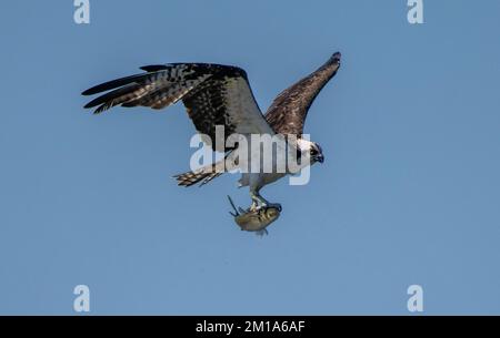 Fischadler, Pandion haliaetus, im Flug, mit großen frisch gefangenen Fischen zurückgekehrt. Stockfoto