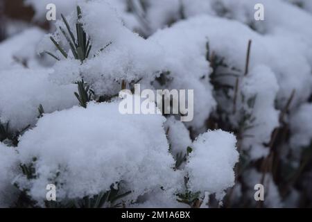 Nahaufnahme von Schnee auf einem Lavendelbusch Stockfoto
