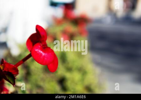 Eine hellrote Blume mit einem grün-grauen Hintergrund Stockfoto