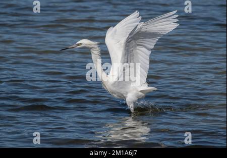 Rötlicher Reiher, Egretta rufescens, weiße Form, ernähren sich in der flachen Lagune, indem sie ihre Beute stören. Winter, Texas. Stockfoto