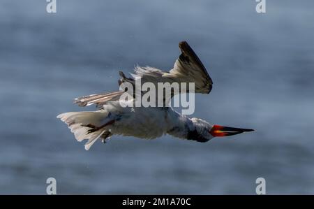 Black Skimmer, Rynchops niger, auf dem Flug über die Fütterungszone, schüttelnd nach Nässe; Laguna Madre, Texas. Stockfoto