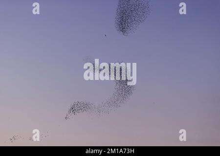 Wanderfalke Falco peregrinus, erwachsener Angriff auf gewöhnlichen Starken Sturnus vulgaris, Herde bei Sonnenuntergang, RSPB Minsmere Nature Reserve, Suffolk, England Stockfoto