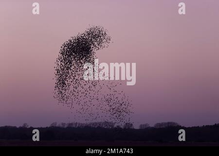 Gewöhnlicher Starling Sturnus vulgaris, Herde, die in das Schilfbett fällt, um bei Sonnenuntergang zu schlafen, RSPB Minsmere Nature Reserve, Suffolk, England, November Stockfoto