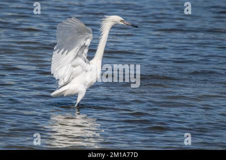 Rötlicher Reiher, Egretta rufescens, weiße Form, ernähren sich in der flachen Lagune, indem sie ihre Beute stören. Winter, Texas. Stockfoto