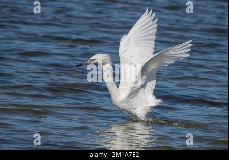 Rötlicher Reiher, Egretta rufescens, weiße Form, ernähren sich in der flachen Lagune, indem sie ihre Beute stören. Winter, Texas. Stockfoto