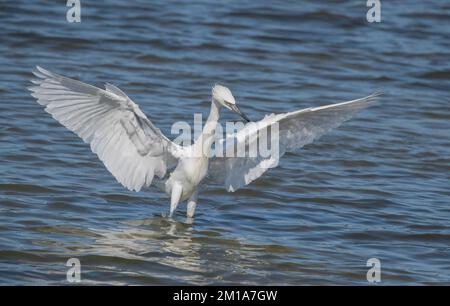 Rötlicher Reiher, Egretta rufescens, weiße Form, ernähren sich in der flachen Lagune, indem sie ihre Beute stören. Winter, Texas. Stockfoto