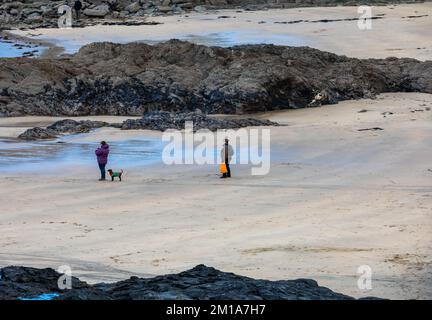 Godrevy, Cornwall, 11.. Dezember 2022, Hundefreunde am Strand, während Robben im ruhigen Meer in Godrevy schwammen, Cornwall mit dunklem bewölktem Himmel über der St. Ives Bay. Die Temperatur war 6C Grad. Eine Warnung des MET-Büros bleibt bis morgen Mittag bestehen, wenn Nebel und Eis einfrieren. Kredit: Keith Larby/Alamy Live News Stockfoto