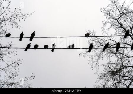 Eine Schar Tauben, die im Winter im Nebel auf einem Stromnetz sitzen. Vögel auf einem Draht wie Notizen auf einer Treppe Stockfoto