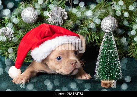 Kleiner süßer, neugieriger, brauner amerikanischer Bully mit Weihnachtsmannmütze, der einen neben einem dekorierten Weihnachtsbaum mit einem wunderschönen Bokeh ansieht... Weihnachten und Stockfoto