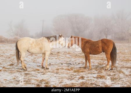 Zwei Pferde stehen zusammen auf einer verschneiten Weide an einem Frosty Cold Foggy Wintermorgen Stockfoto