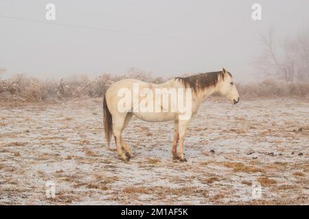 Pferd auf einer verschneiten Weide an einem frostigen kalten Foggy Wintermorgen Stockfoto