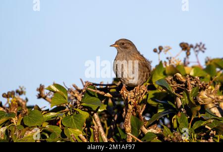 Dunnock (Prunella modularis), der im Winter auf einer Hecke sitzt. Britische Tierwelt Stockfoto