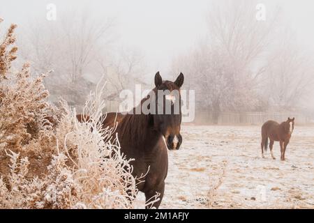 Pferd auf einer verschneiten Weide an einem frostigen kalten Foggy Wintermorgen Stockfoto