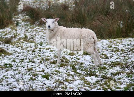 Ein hübsches Schaf auf Pendle Hill, Lancashire, England, Europa Stockfoto