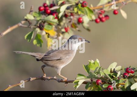 Sardinische Warbler (Sylvia melanocephala), weiblich Stockfoto