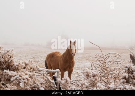 Ein braunes Pferd auf einer verschneiten Weide auf einem frostigen kalten Foggy Wintermorgen Stockfoto