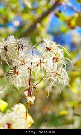 Clematis Flammula en la Montaña del Tibidabo en Barcelona, Catalunya, España, Europa Stockfoto