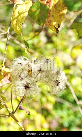 Clematis Flammula en la Montaña del Tibidabo en Barcelona, Catalunya, España, Europa Stockfoto