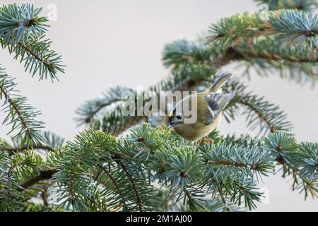 Goldcrest (Regulus regulus) in einem Kiefernbaum an einem kalten, frostigen Tag mit Frost auf den Kiefernadeln und Ästen, North Yorkshire, Großbritannien Stockfoto