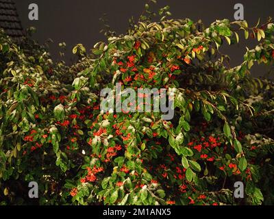 Sheerness, Kent, Großbritannien. 11.. Dezember 2022. In Sheerness, Kent, fällt heute Abend Schnee. Kredit: James Bell/Alamy Live News Stockfoto