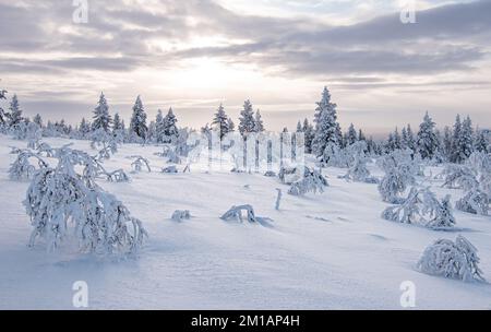 Verschneite Landschaft mit gefrorenen Bäumen in der Wintersaison, Saariselka, Lappland, Finnland. Stockfoto