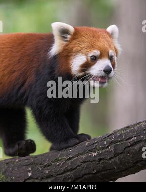 Junger männlicher roter Panda (Ailuris fulgens), der auf einen Ast klettert Stockfoto