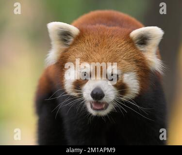 Junger männlicher roter Panda (Ailuris fulgens), Nahaufnahme-Porträt Stockfoto