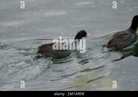 Der eurasische Coot Fulica atra greift einen anderen an. Bildunschärfe als Hinweis auf Bewegung. Kawaguchi-See. Fuji-Hakone-Izu-Nationalpark. Honshu. Japan. Stockfoto